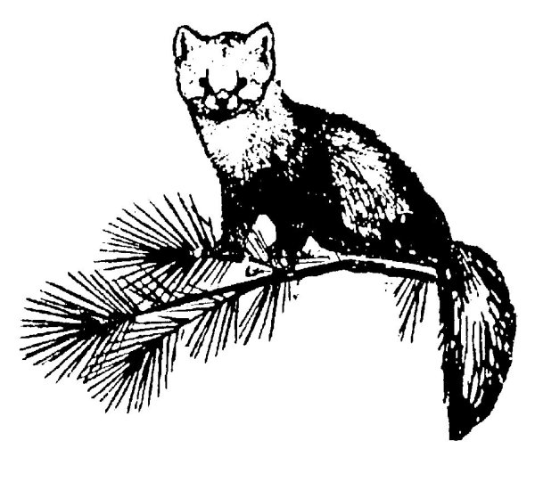 Соболь силуэт