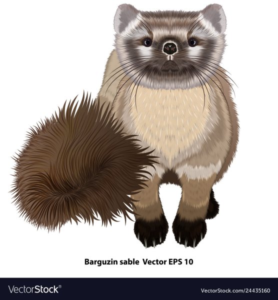 Соболь вектор