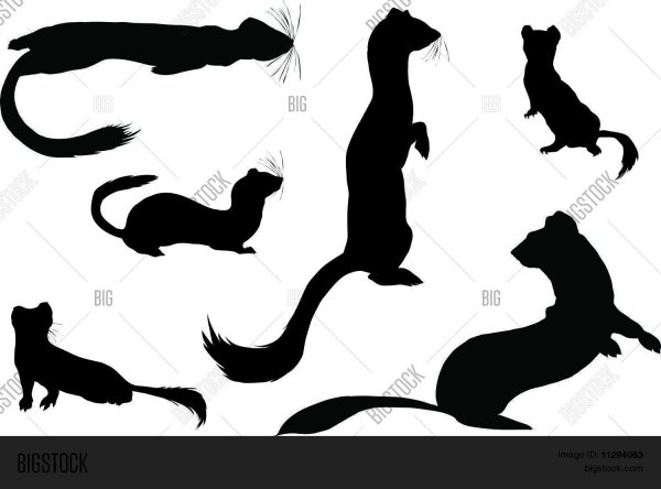 Горностай силуэт