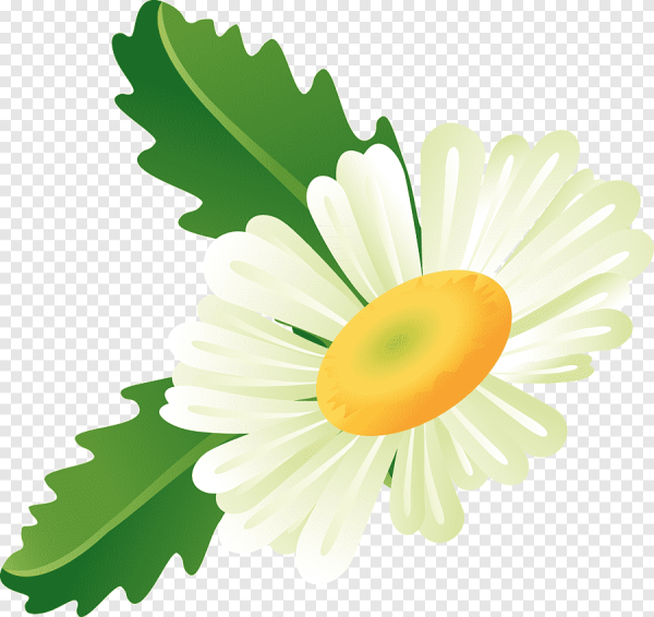 Клипарт ромашки на прозрачном фоне