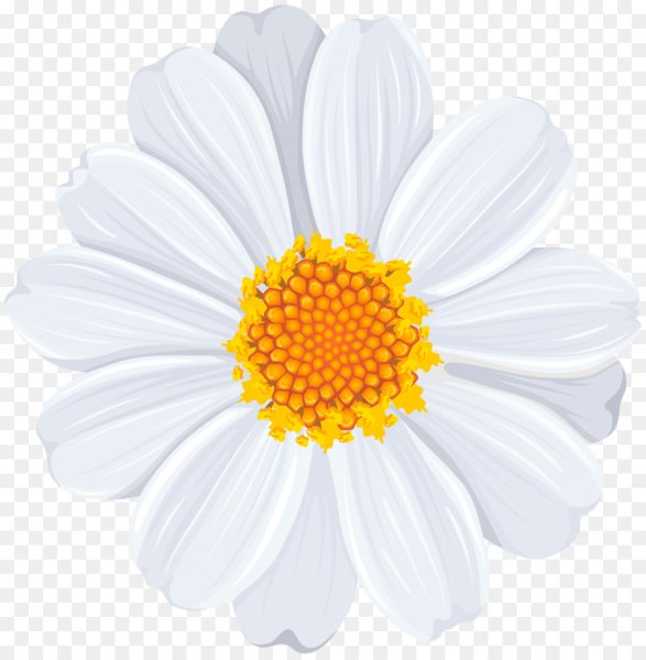 Ромашка на белом фоне