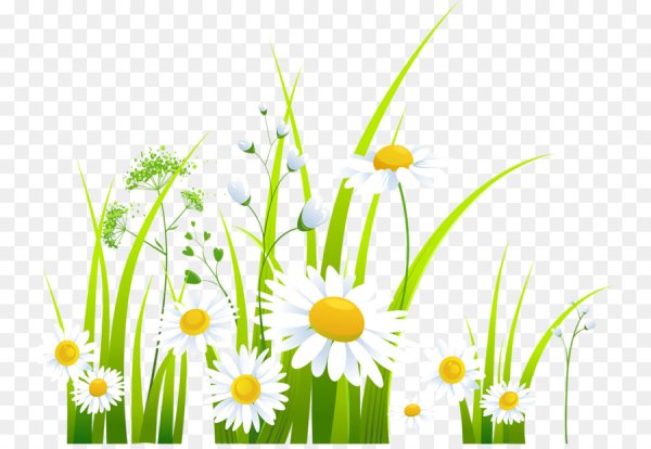 Ромашка вектор