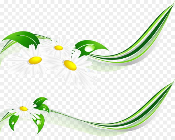 Бордюр ромашки на прозрачном фоне