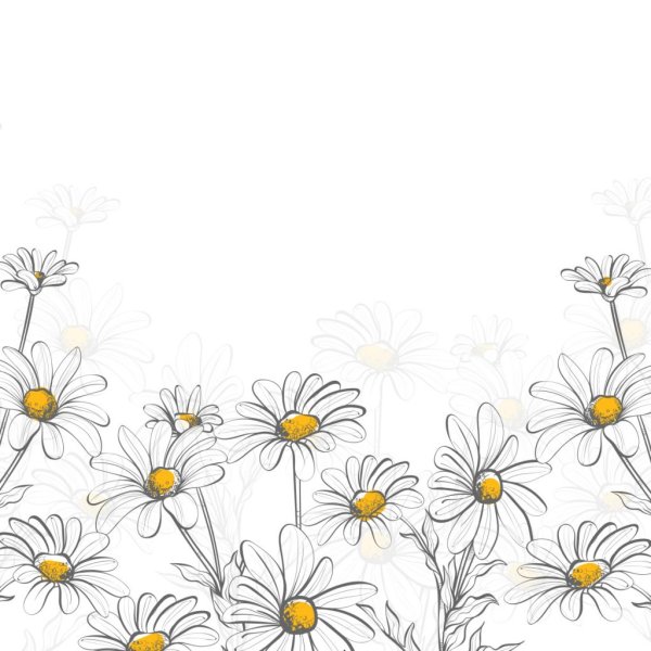 Ромашка акварель на белом фоне