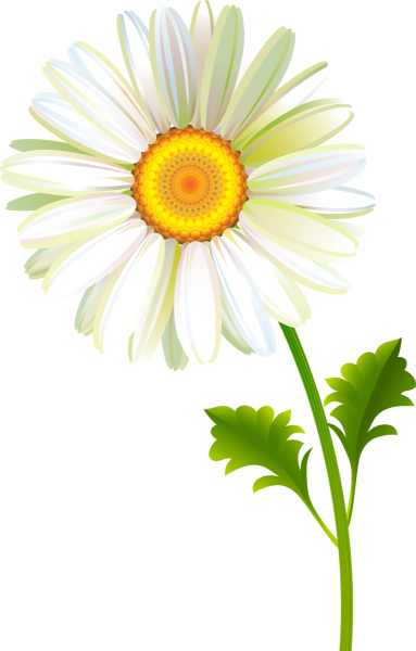 Ромашка на белом фоне