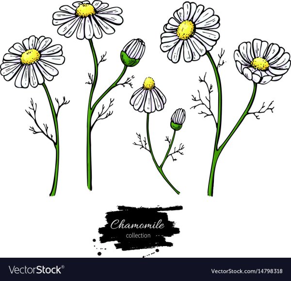 Ромашка сбоку рисунок