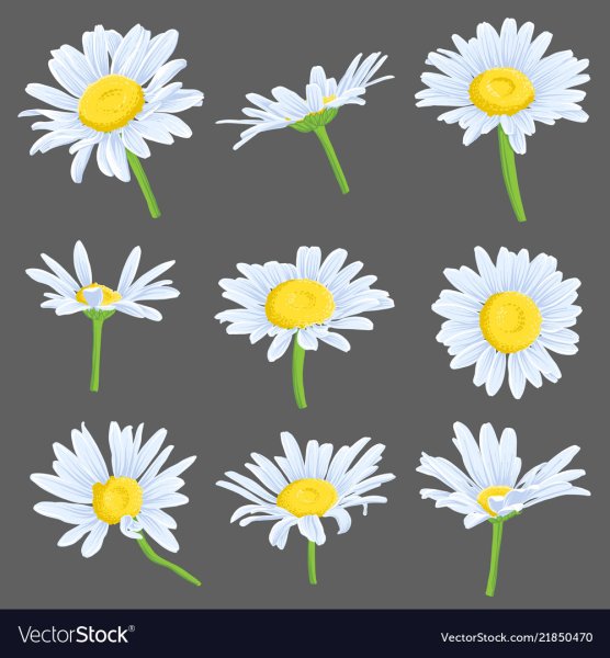 Векторные ромашки для иллюстратора