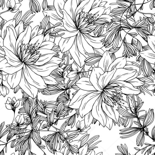 Графика цветы черно белые