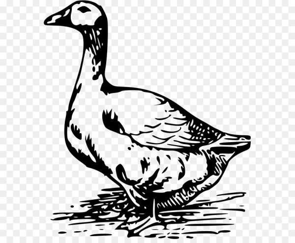 Зарисовки гусей