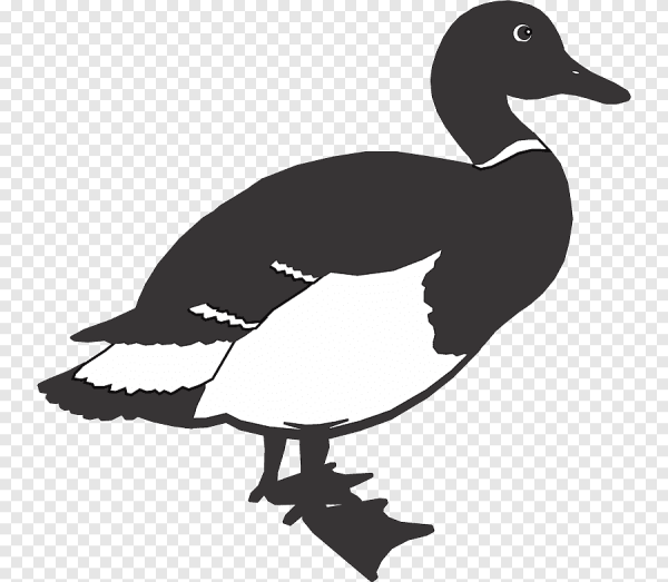 Силуэт уток