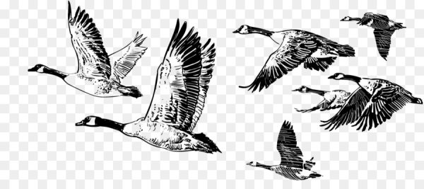 Стая гусей вектор