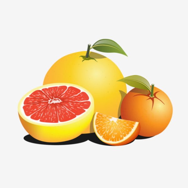 Цитрусовые фрукты вектор
