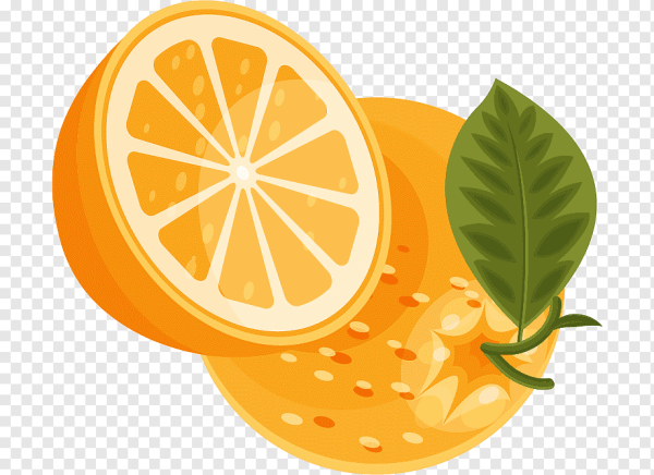 Цитрусовые вектор