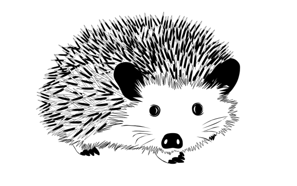 Ежик черно белый