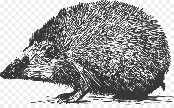 Векторная Графика Ежик