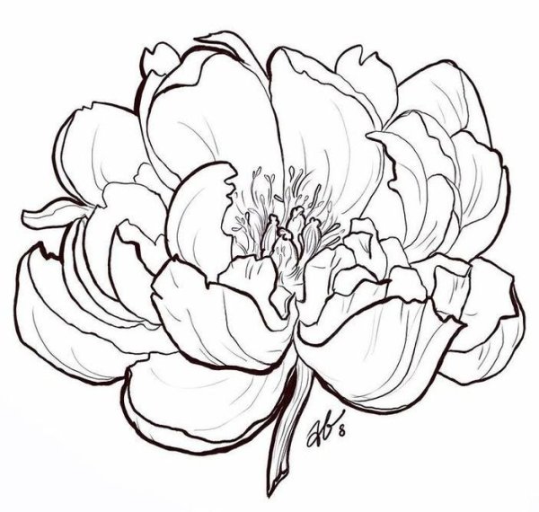 Пионы карандашом