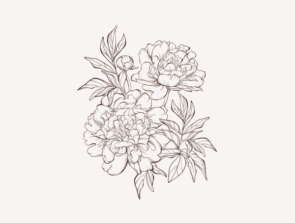 Цветы контур пионы