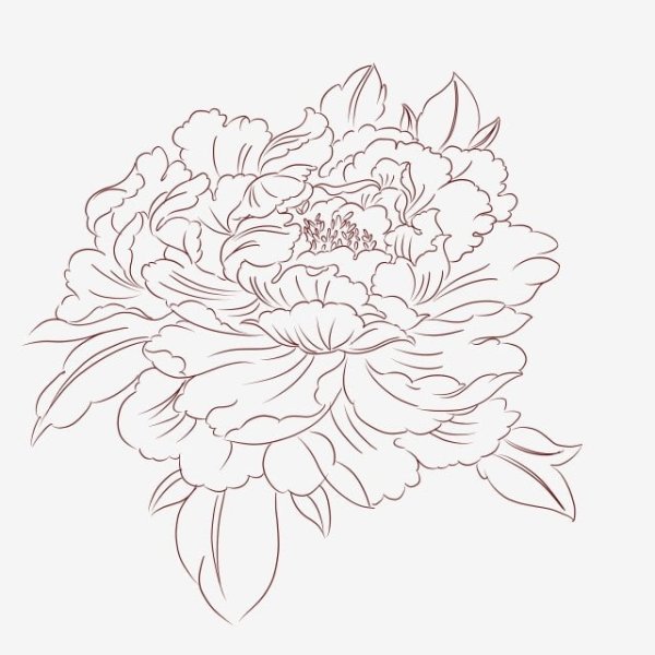 Пионы вектор