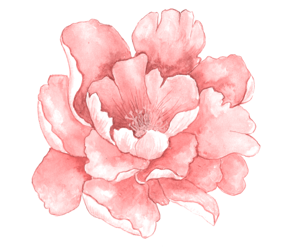 Розовые Акварельные цветы