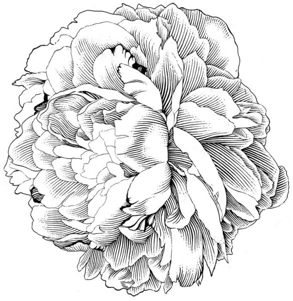 Пионы срезка