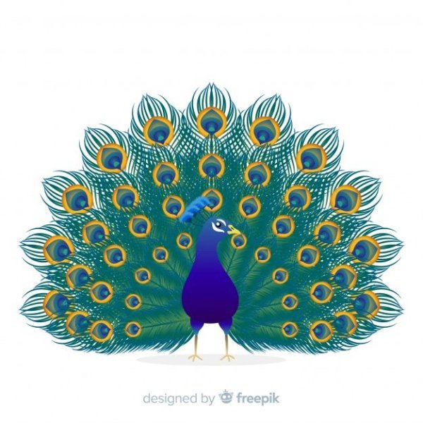 Павлин вектор