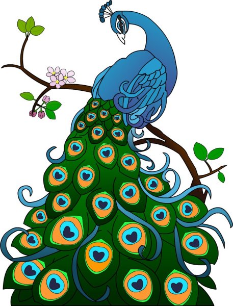 Павлин для детей