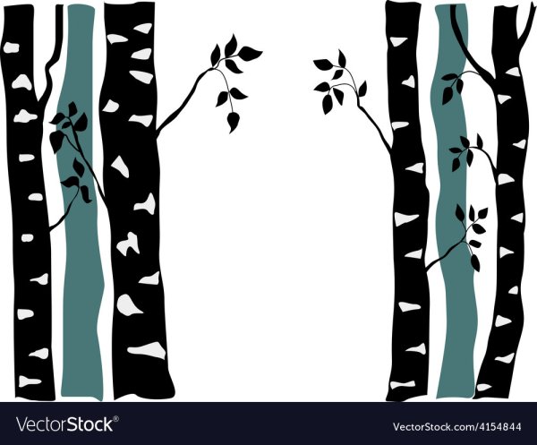 Силуэт березы