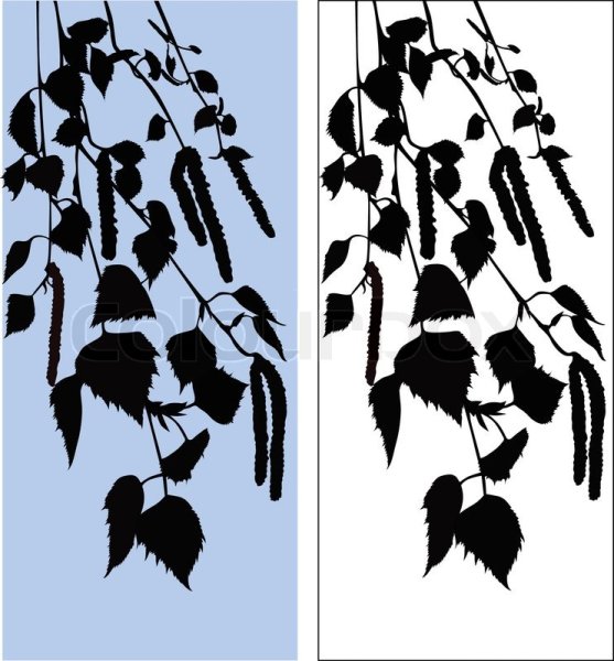 Ветка березы силуэт