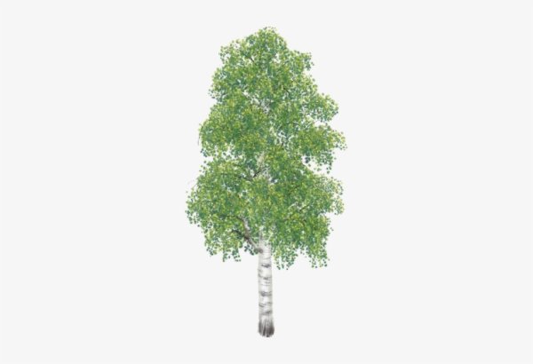 Дерево береза