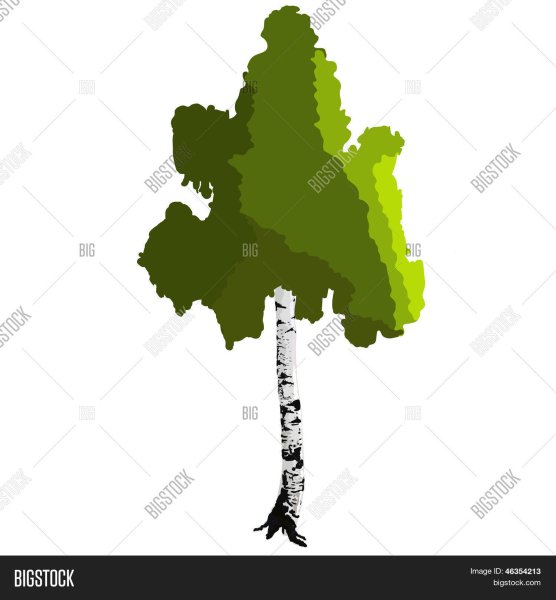 Стилизация дерева береза