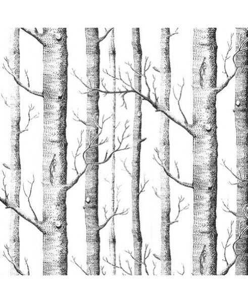 Ствол березы на белом фоне