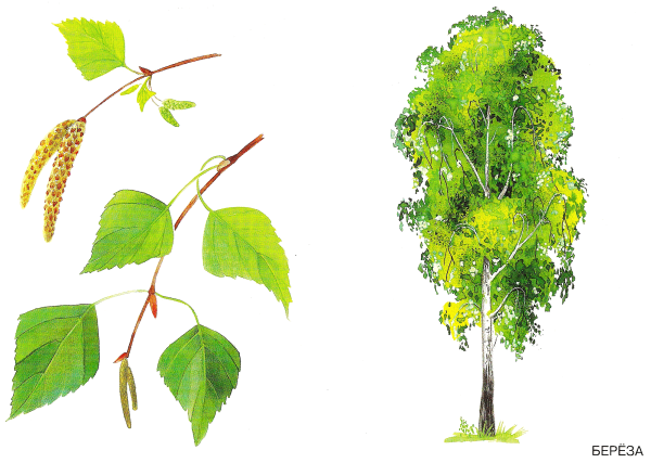 Береза.клен.Тополь листочки