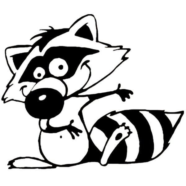 Енот черно белый