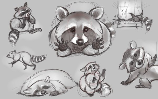 Енот набросок