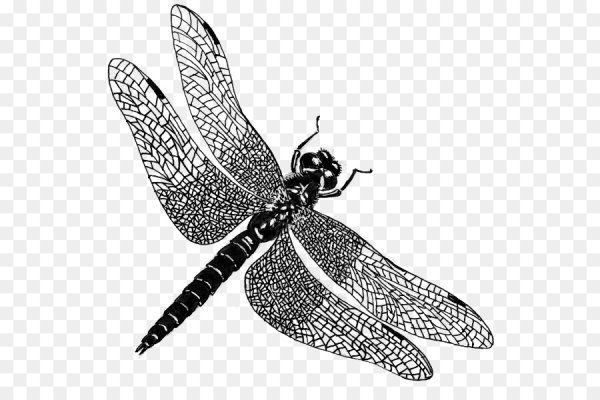 Стрекоза Векторная Графика