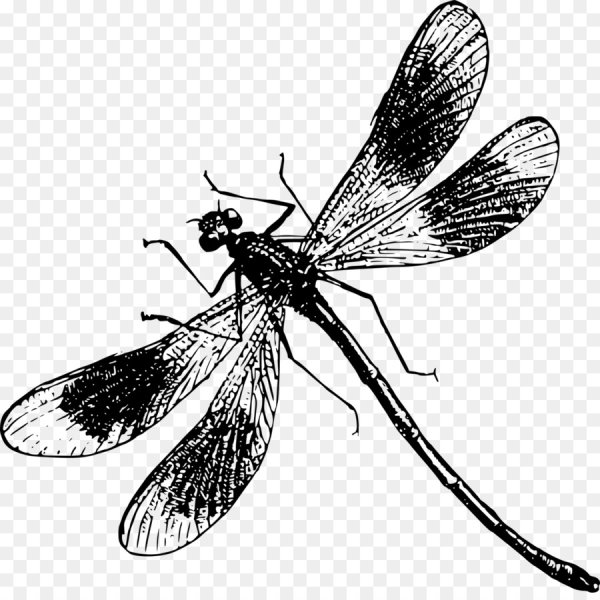 Драгонфлай Стрекоза