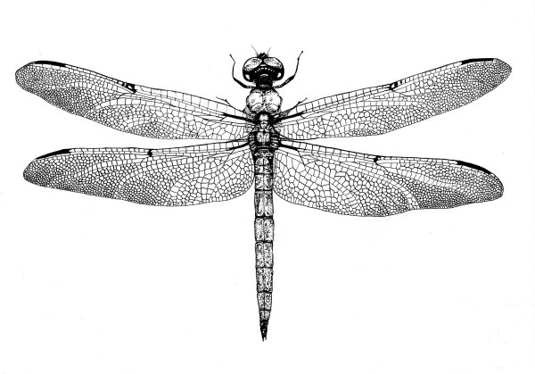 Libelle Стрекоза