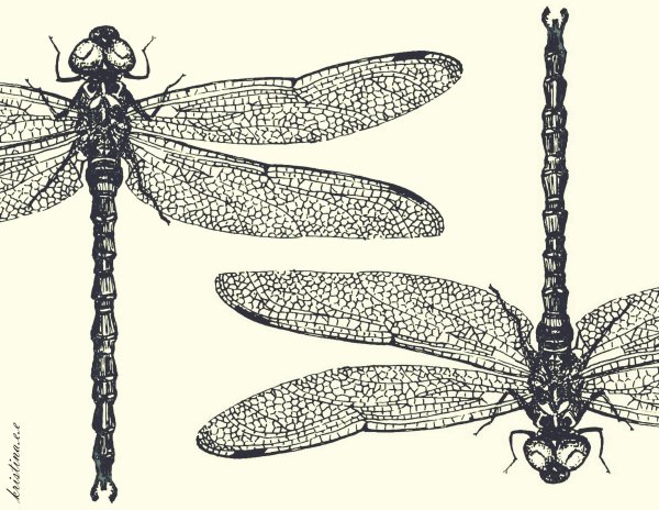 Стрекоза Графика