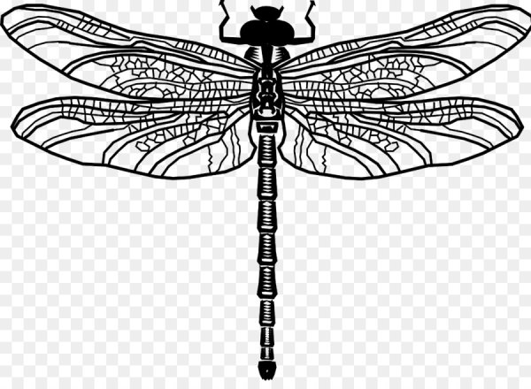 Картинка Формат а5 Стрекоза