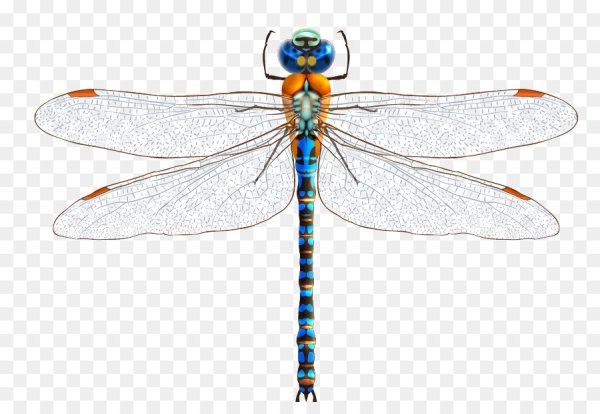 Стрекоза на белом фоне
