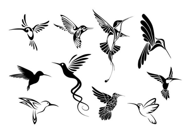 Колибри вектор силуэт