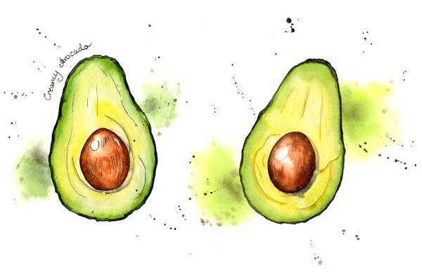 Авокадо в разрезе акварель
