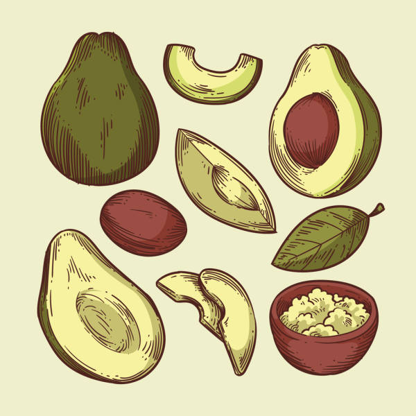 Авокадо вектор