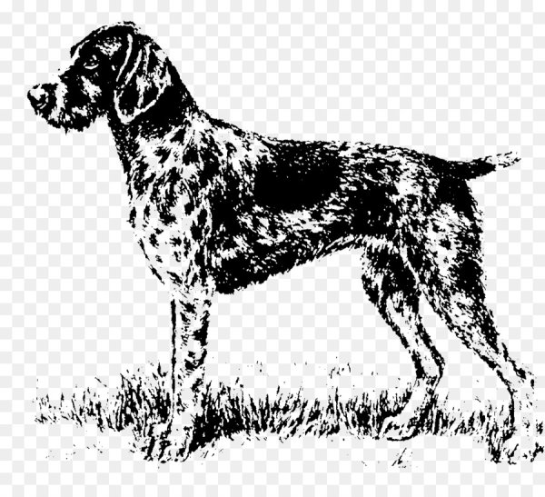 Дратхаар собака черно белая