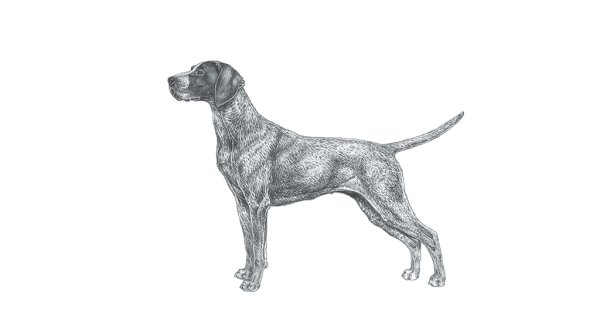 Курцхаар контур