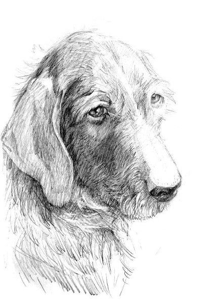 Дратхаар карандашом