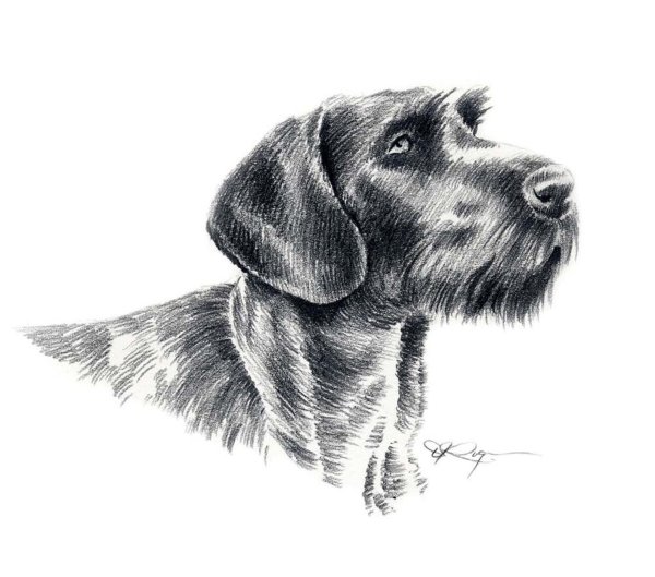 Дратхаар вектор