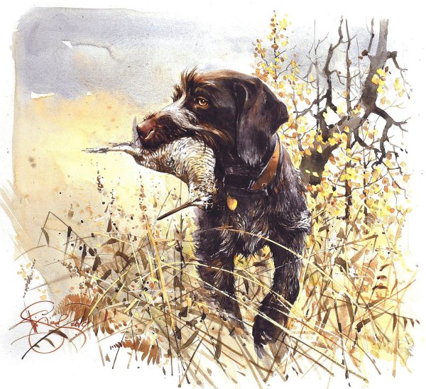 Дратхаар и такса