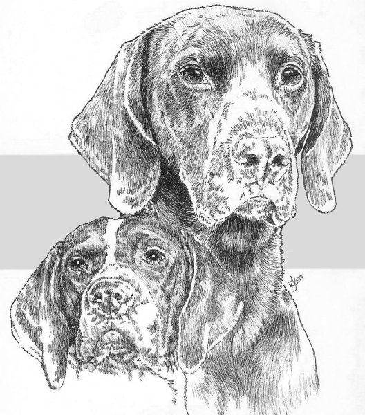 Курцхаар контур