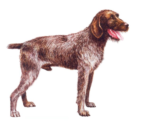 Жесткошерстная легавая